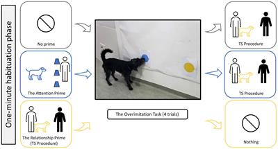 Socially priming dogs in an overimitation task